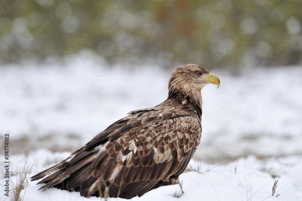 Eagle on snow