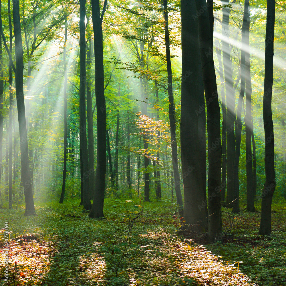 Obraz premium forest