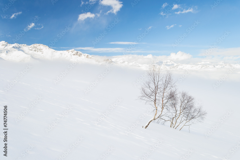 Candid alpine environment