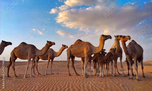 group of camels in desert