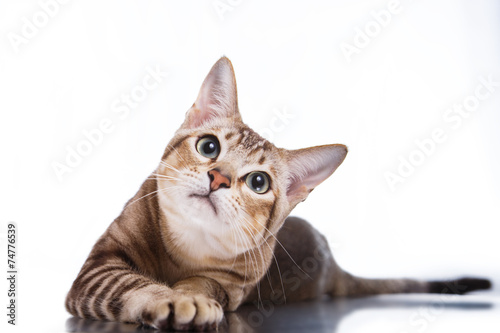 Foto Tonkinese cat