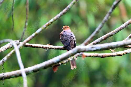 Barred Cuckoo-Dove (Macropygia unchall) in Malaysia photo