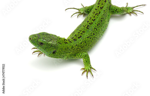 green lizard