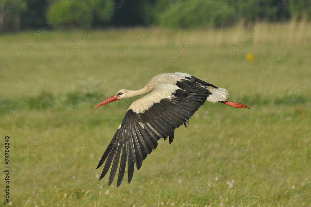 The white stork looking for food in the meadow. Long red legs