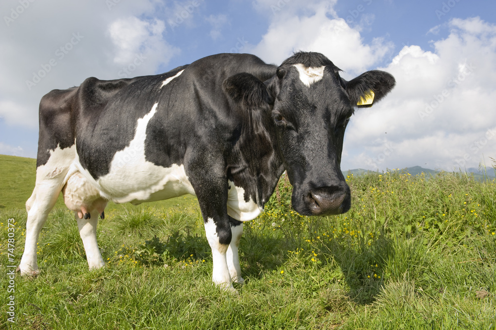 Portrait of a curious cow in the Alps.