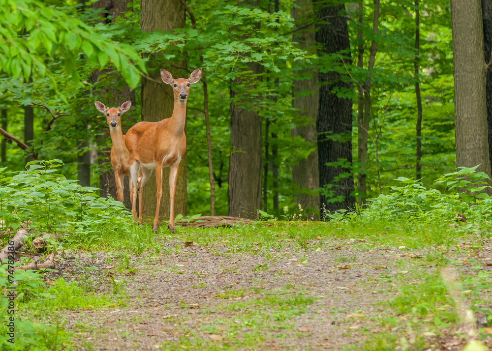 Fototapeta premium Whitetail Deer Doe