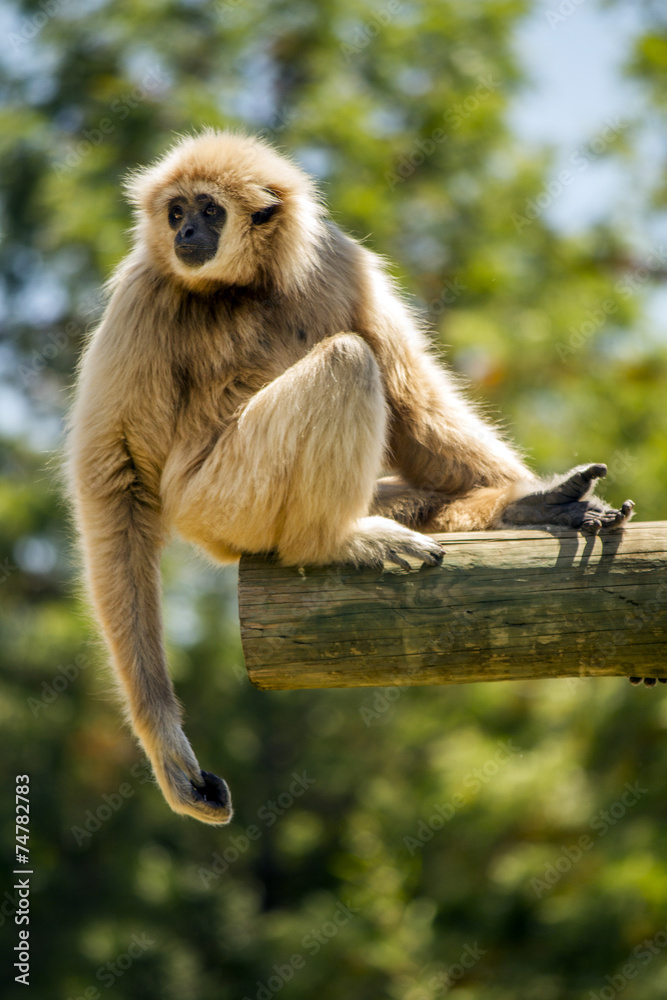 Obraz premium Close up view of a lar gibbon (Hylobates lar) monkey on a zoo.