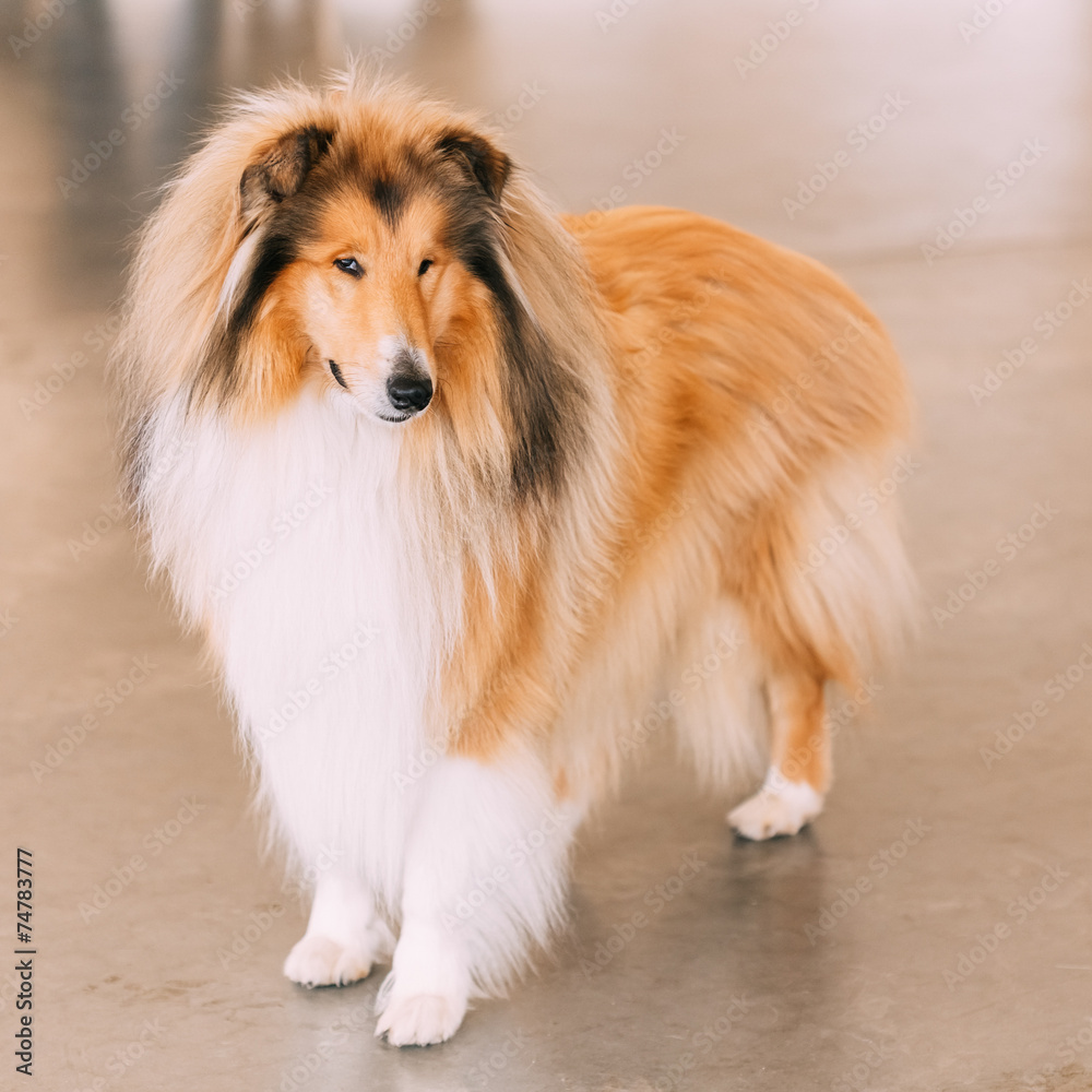 Red Rough Collie Dog Red Rough Collie Dog