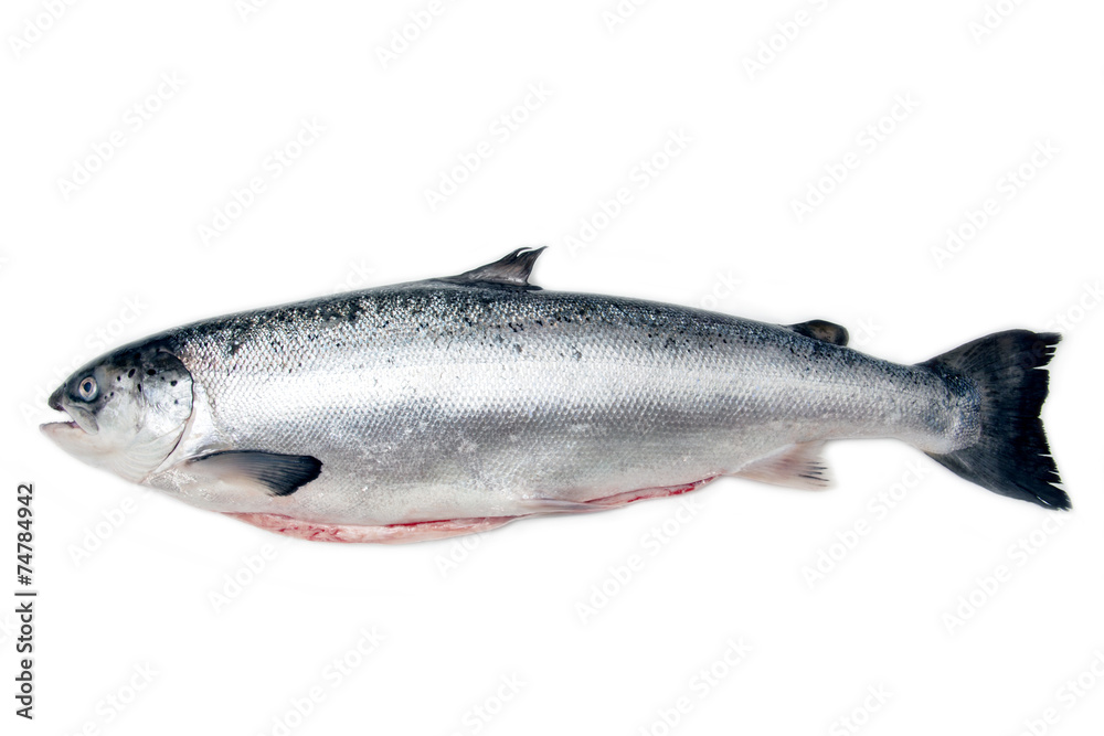 Whole Scottish salmon fish isolated on a white studio background Whole Scottish salmon fish isolated on a white studio background