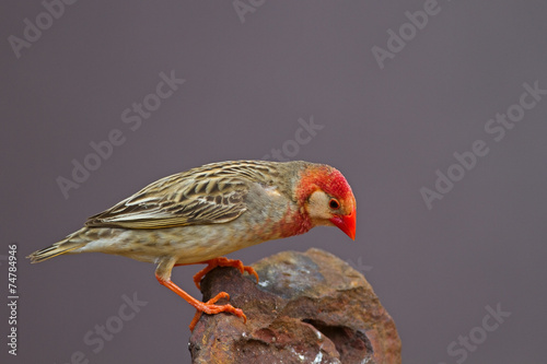 Red-Billed Quelea perched on rock (White mask); Quelea quelea