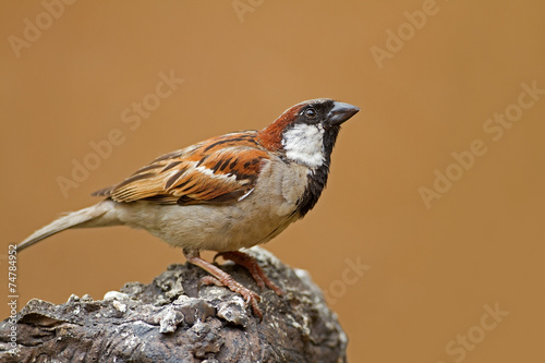 Male House Sparrow perched on rock; Passer domesticus