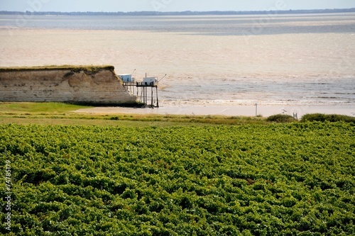vignes du Talmonnais