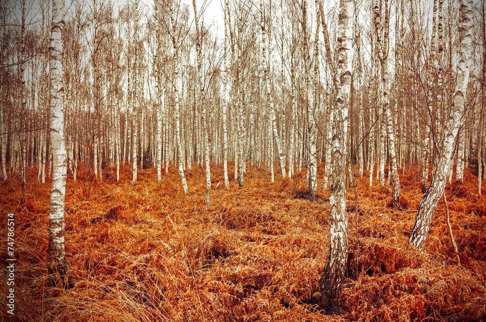 Retro style picture of autumn birch grove with red fern. Retro style picture of autumn birch grove with red fern.
