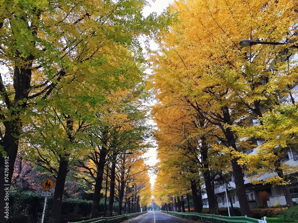 autumn in tokyo