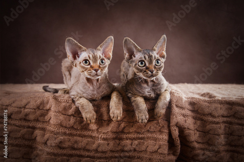 Devon Rex cat photo