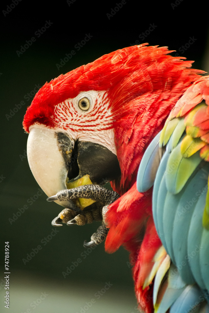 Fototapeta premium Close up view of a beautiful scarlet macaw parrot eating fruit.