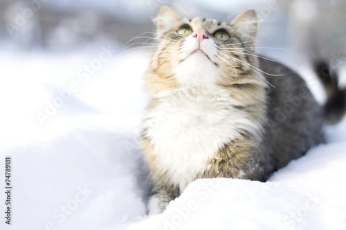 fluffy cat walking on snow © fantom_rd