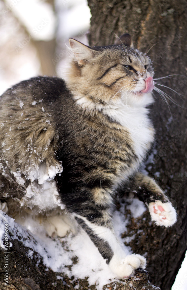 fluffy cat sitting on a tree branch in winter
