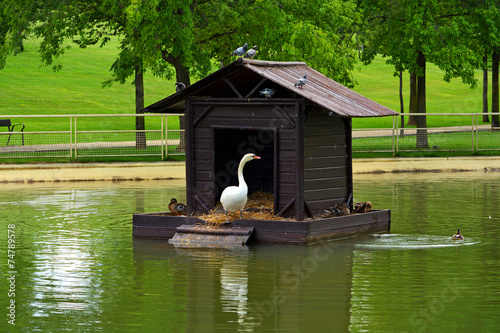 pato en su cabaña flotante en un estanque