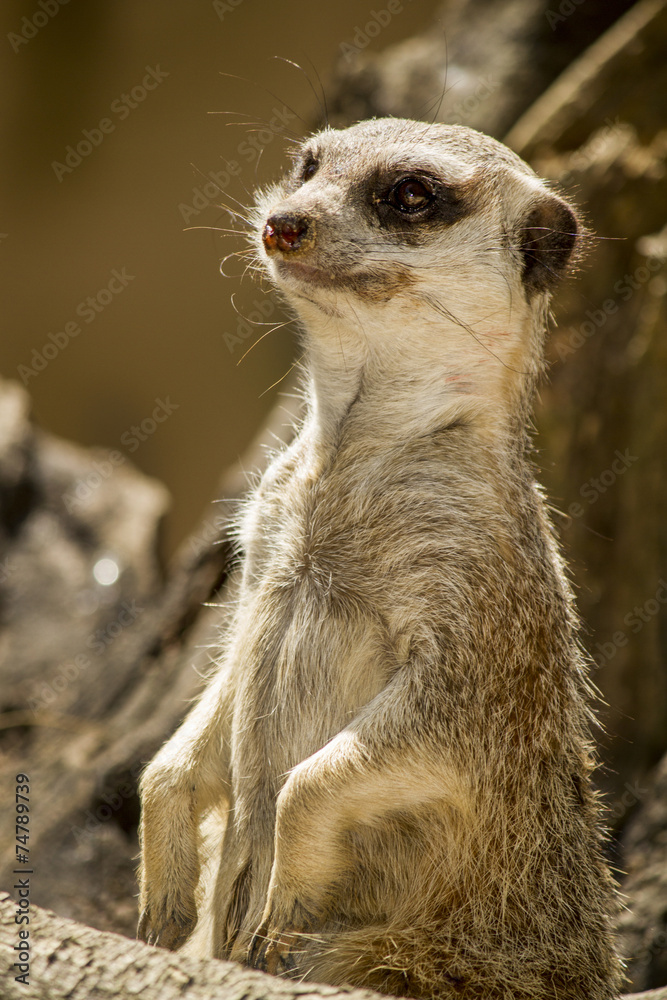 small meerkat or suricate (Suricata suricatta) small meerkat or suricate (Suricata suricatta)