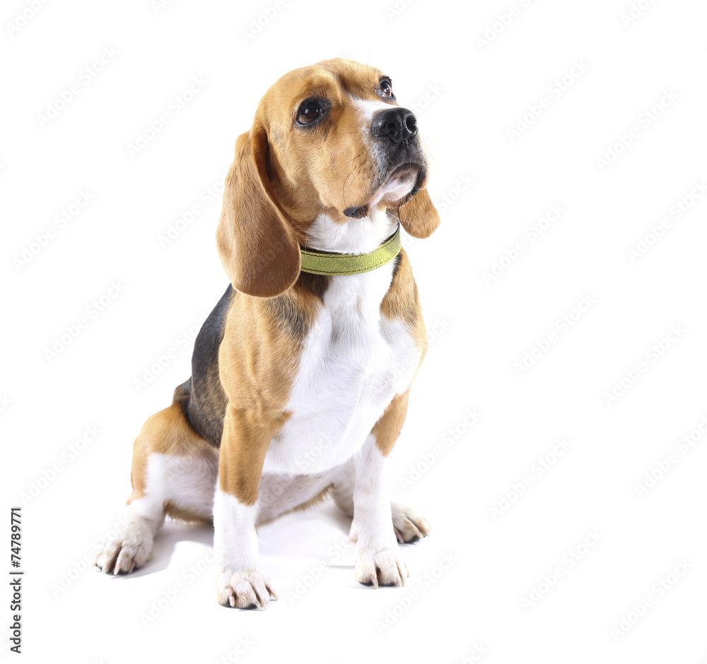 Beagle dog isolated on white