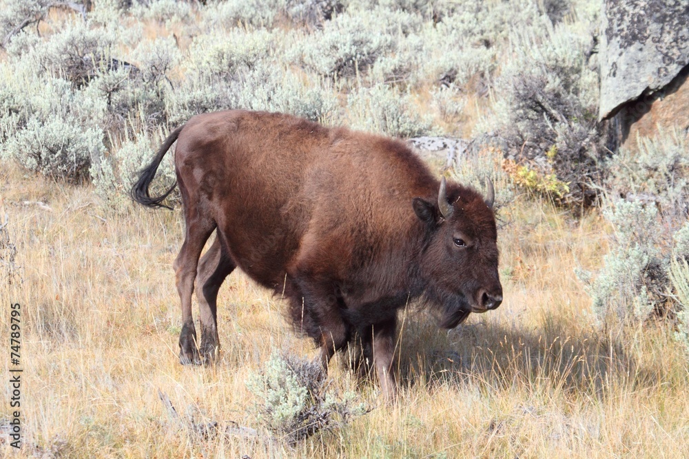 American Bison (Buffalo) American Bison (Buffalo)