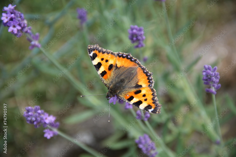 Schmetterling Schmetterling