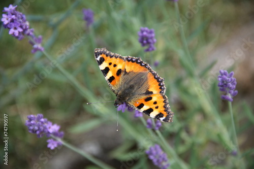Schmetterling © andreasalexander