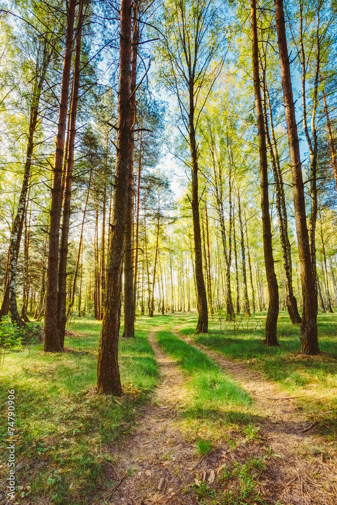 Naklejka premium Sunlight Sunset Sunrise Woods In Forest