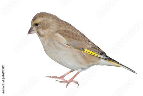 Female greenfinch isolated on white background