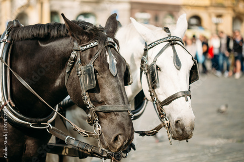 Two Horses Are Harnessed To Cart For Driving Tourists In Prague