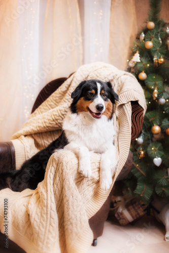 Dog breed Australian Shepherd, Aussie, Christmas and New Year