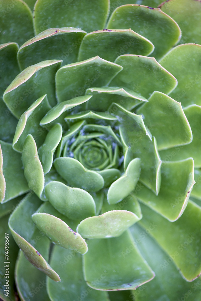 Fototapeta premium Close up view of a beautiful succulent type plant.