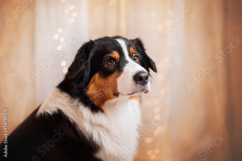 Dog breed Australian Shepherd, Aussie