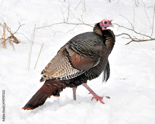 Winter Wild Turkey