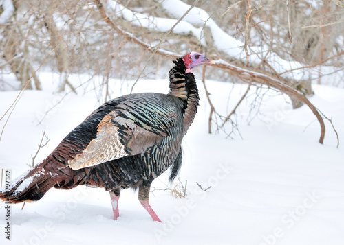 Winter Wild Turkey