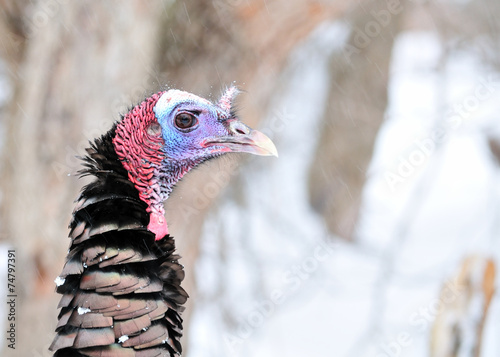 Wild Turkey Close-up