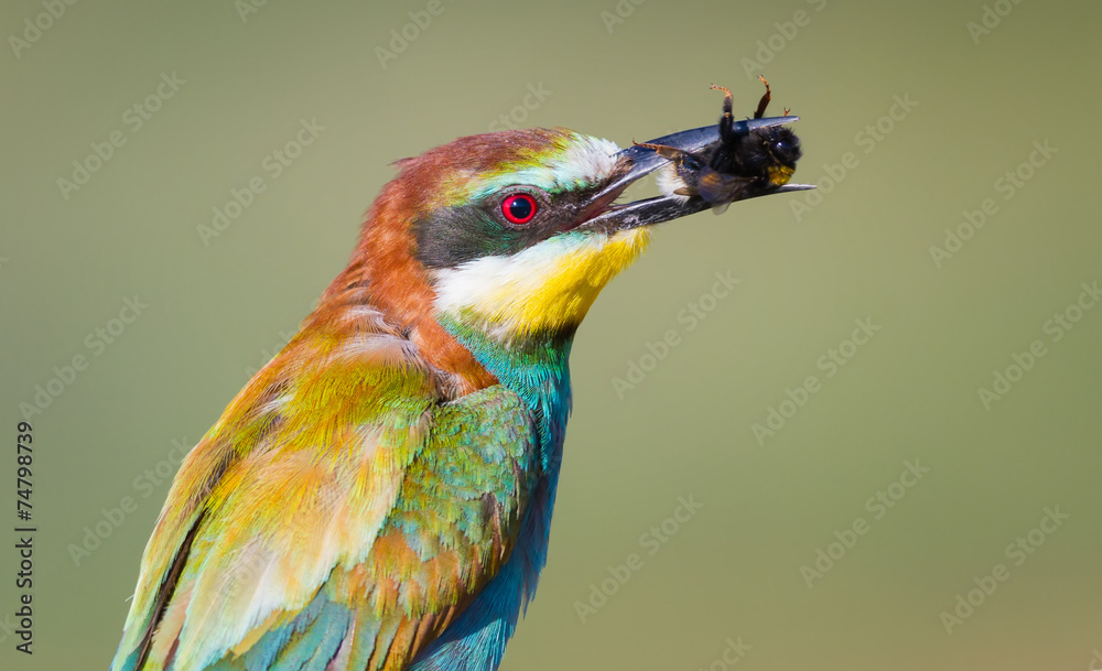 Bee-eater with Bumblebee - obrazy, fototapety, plakaty 