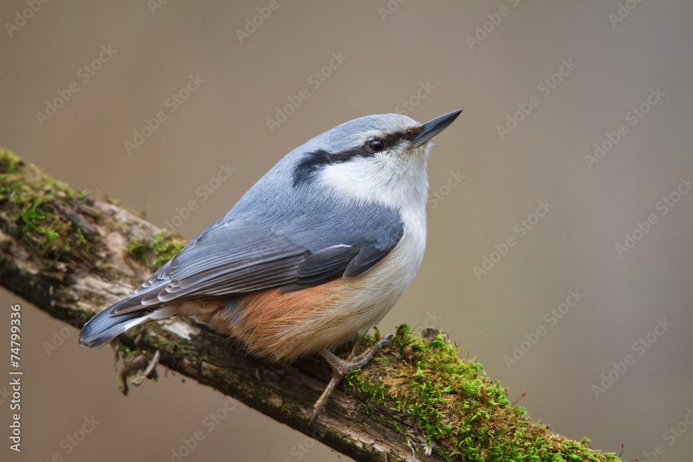 Obraz premium Nuthatch