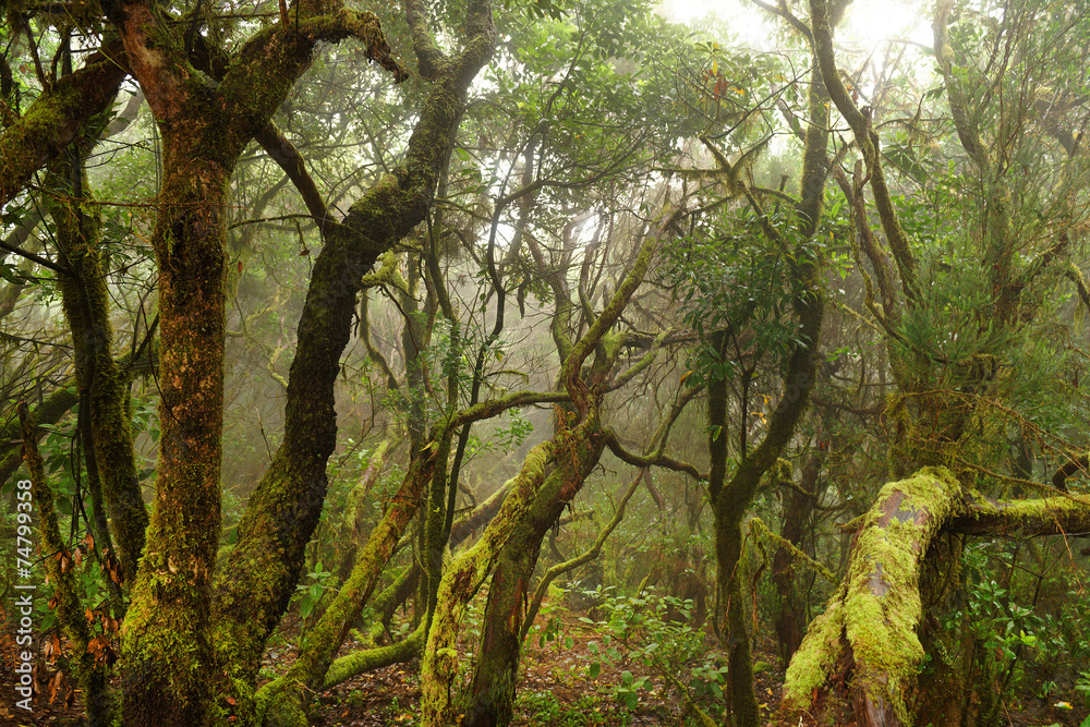 Obraz premium Laurel forest in Canary Islands, Spain