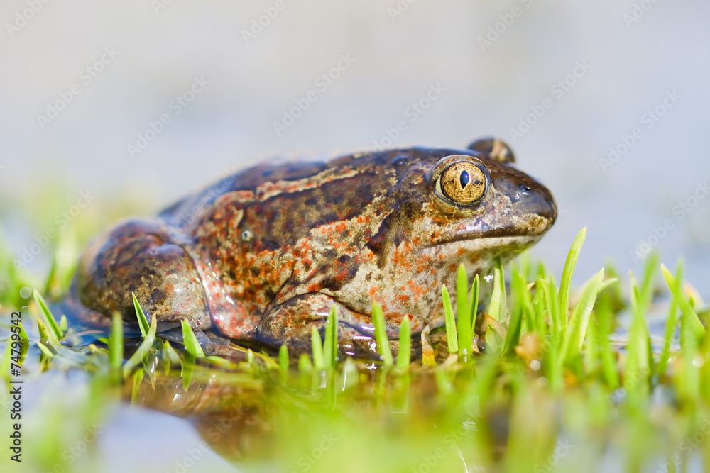 Obraz premium Common Spadefoot