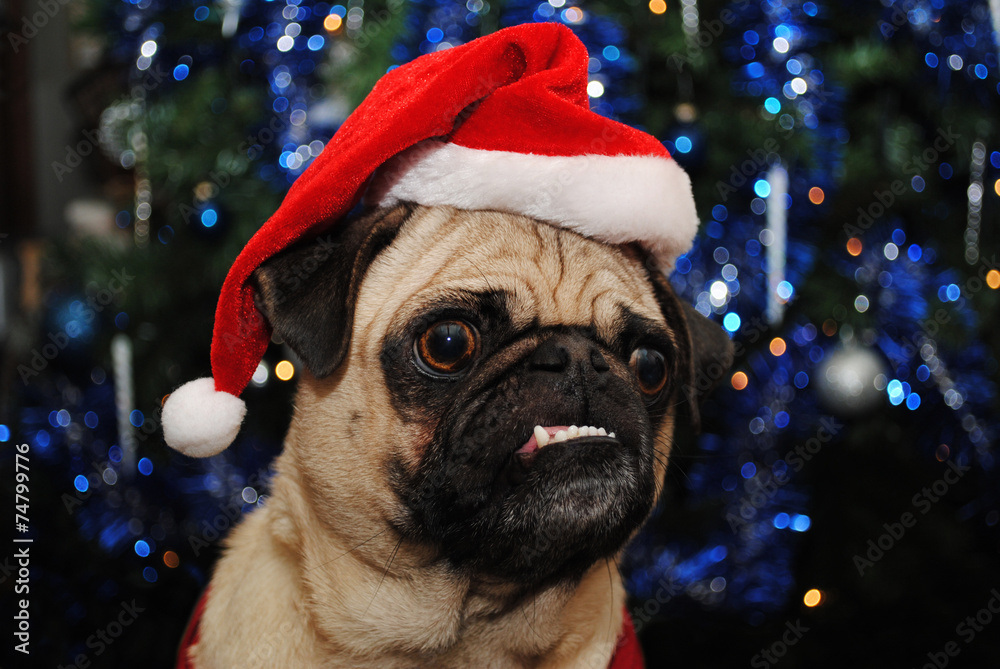 Christmas Pug Wearing a Santa Hat Christmas Pug Wearing a Santa Hat
