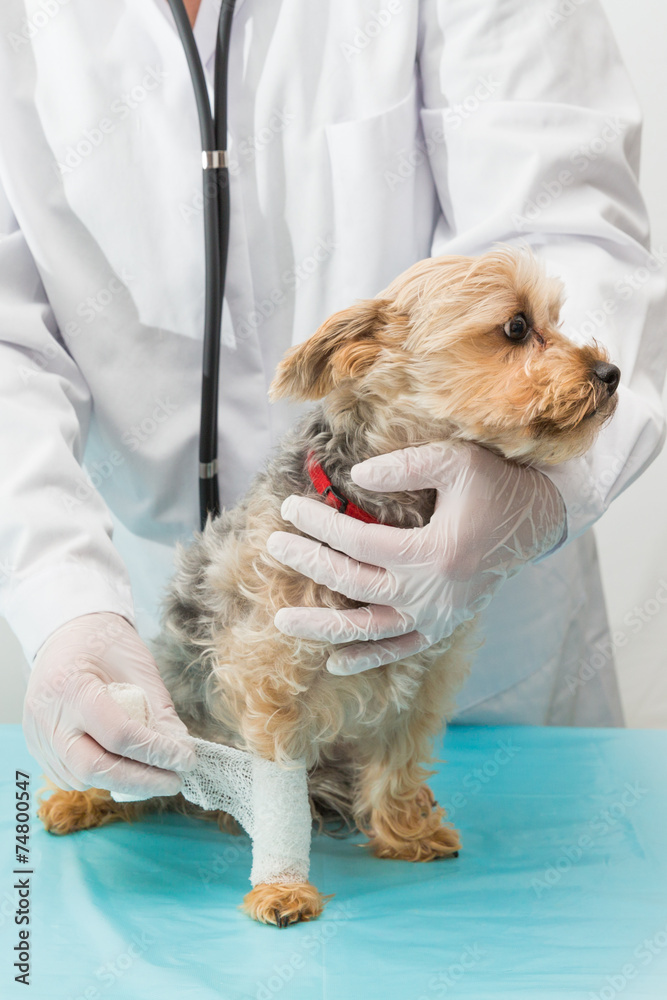 hund bekommt verband angelegt beim tierarzt hund bekommt verband angelegt beim tierarzt