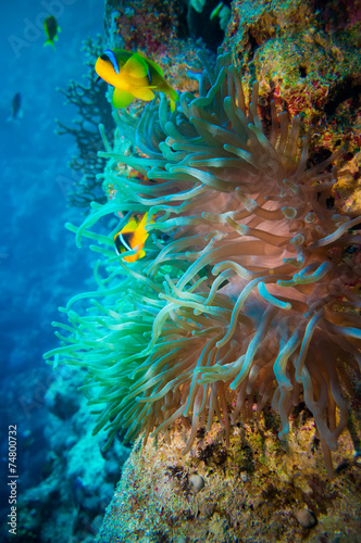 Clownfish and anemone on a tropical coral reef #74800732