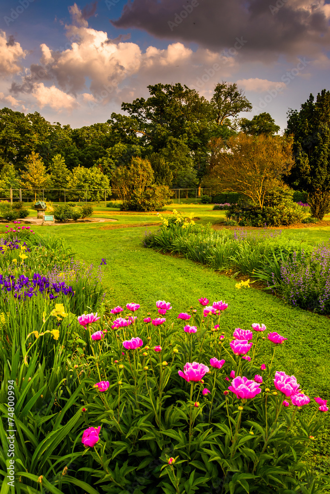 Fototapeta premium Colorful flowers in a garden at Druid Hill Park, in Baltimore, M