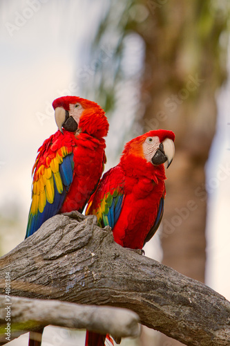 Scarlet Macaw Pair photo