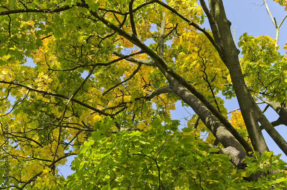 Fototapeta premium autumn maple trees