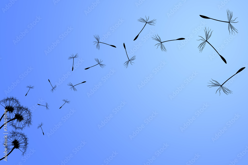 Fototapeta premium Dandelion silhouette on a blue sky