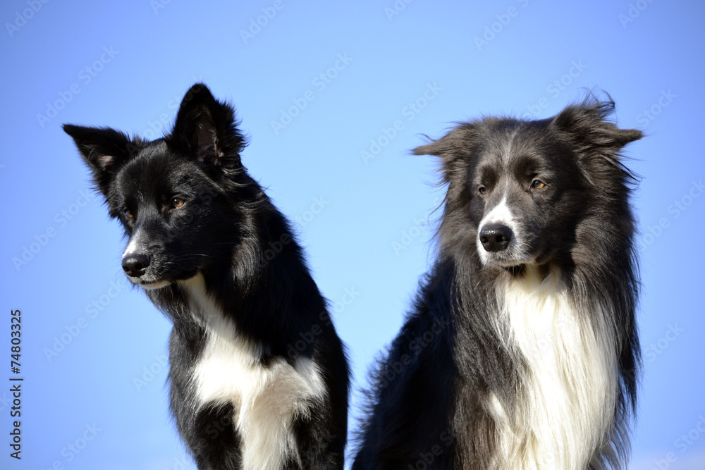 Border Collies