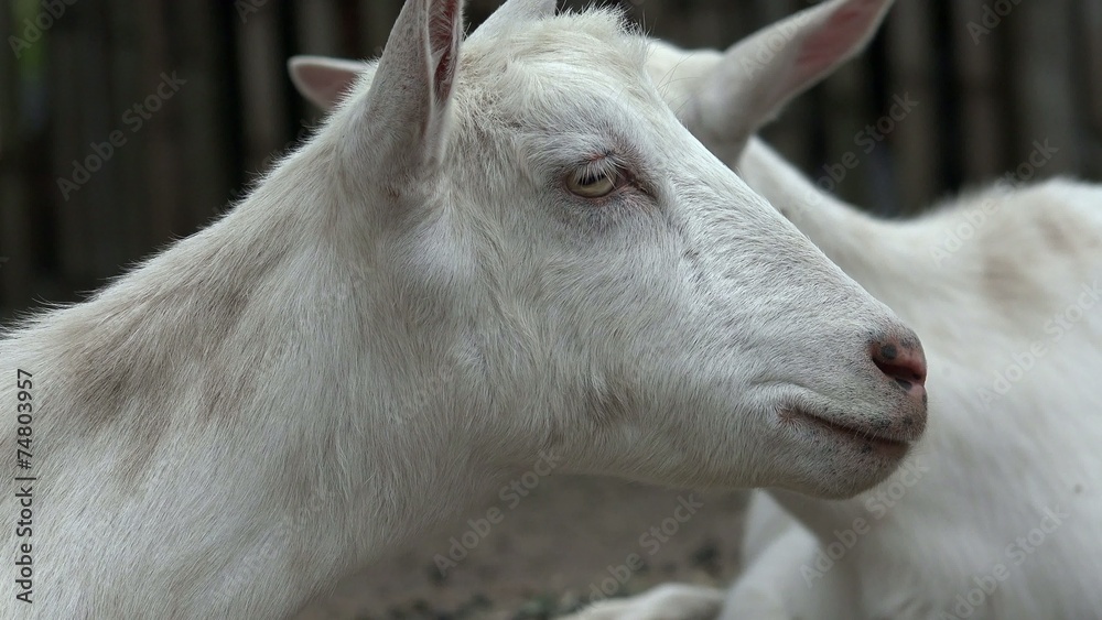 Sheep, Lambs, Livestock, Farm Animals Sheep, Lambs, Livestock, Farm Animals